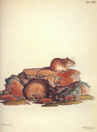 Рисунок лесной мышовки (Sicista betulina (Pallas, 1779)) из книги Палласа «Novae species quadrupedum»Шаблон:Ref-lat (1778—1779), выполненный Ничманном (Nitschmann) и Нуссбигелем (I. Nussbiegel)