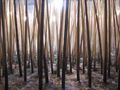 Бамбуковый лес, привезенный по брёвнышку из Китая