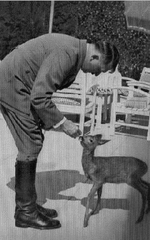 Гитлер из рук кормит оленёнка