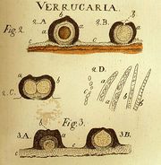 Изображение из Lichenographia universalis