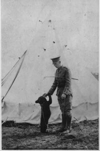 Медвежонок Винни — талисман ветеринарного корпуса. 1914