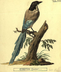 Рисунок голубой сороки (Cyanopica cyanus (Pallas, 1776)) из книги Палласа «Zoographia rosso-asiatica»Шаблон:Ref-lat (1811), выполненный Христианом Гейслером (Geissler)